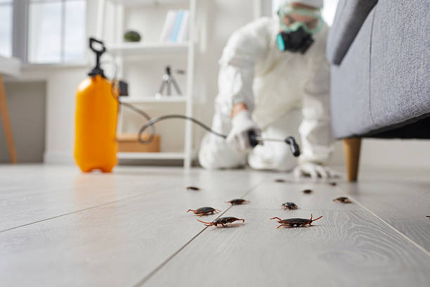 Commercial Rodent Management in New Sharon